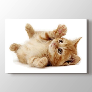 At Tablolari At Resimli Tablolar Kedi Kelebek Hayvan Tablolari